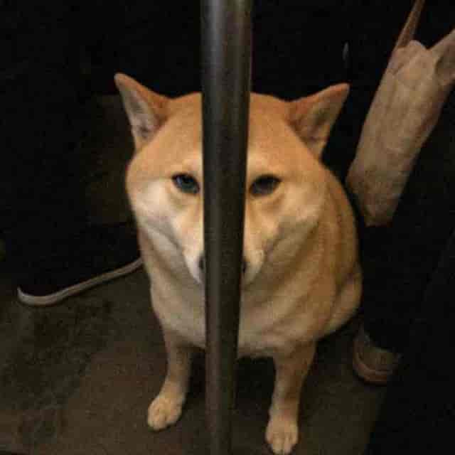 A shiba inu with a chrome grab pole down the middle of his face